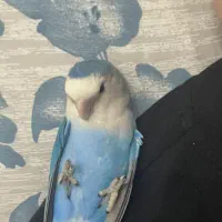 دو عدد طوطی برزیلی