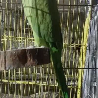 عروس هلندی مرغ عشق طوطی