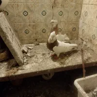 طوقی کفتر پرنده رنگه آلمانی سینه کله