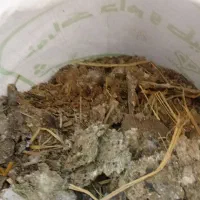 زیل کبوترکیلویی 30هزار