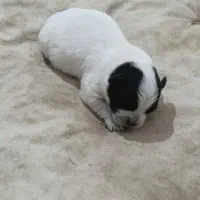 دو عدد  سگ شیتزو مادر و پسر همزمان واگذار میشود|سگ|مینودشت, |دیوار