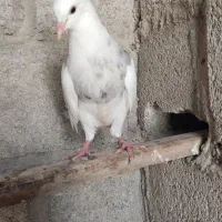کبوتر سرخ دم سفید