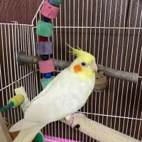 عروس‌هلندی‌ ماده به همراه دو عدد قفس