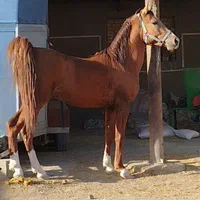 کره نریون سالار ۲