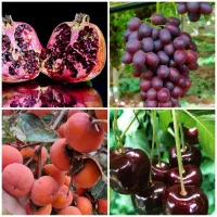 فروش نهال خرمالو گیلاس انگور اناردانه سیاه