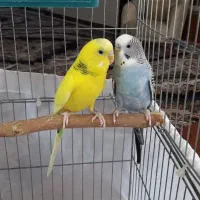 مرغ عشق جفت
