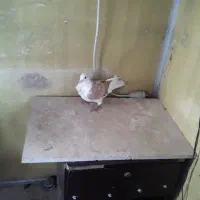 کفتریهودی نرسرخ وسار|پرنده|صادق آباد, |دیوار