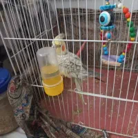 عروس‌هلندی ‌ماده