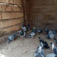 25عددنرماده پلاکی