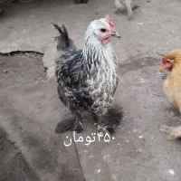 مرغ و خروس