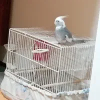 معاوضه یا فروش عروس هلندی نر|پرنده|بندر ماهشهر, |دیوار