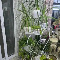 تعدادی گل و گیاه با استند و ظروف همه با هم یکجا|گل و گیاه طبیعی|شاهین‌شهر, مخابرات (شهید بهشتی)|دیوار