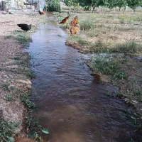 باغ همراه ویلا فوری