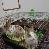 خرگوش|موش و خرگوش|اراک, |دیوار