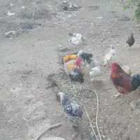 فروش مرغ و خروس محلی و برهما و گلین|حیوانات مزرعه|ساری, |دیوار