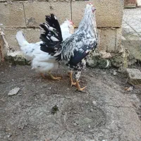 مرغ وخروس گلین