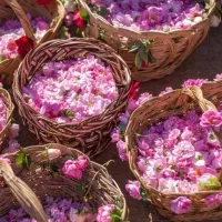 گلاب خوراکی درجه یک