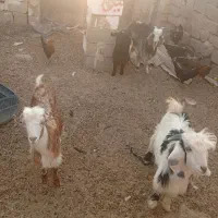 بزز..|حیوانات مزرعه|هندیجان, |دیوار