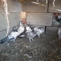 کفتر و مرغ کهنوج|پرنده|کهنوج, |دیوار