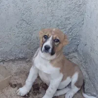 توله سرابی افغان|سگ|قزوین, |دیوار