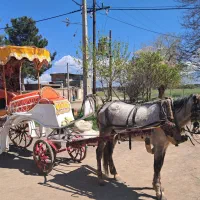 اسب وکالسکه سواری