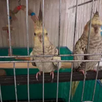 ۳ تاعروس هلندی گل باقالی