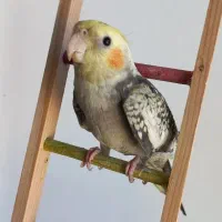 یک جفت عروس هلندی|پرنده|گرمی, |دیوار