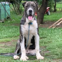 واگذاری سگ خراسانی|سگ|شفت, |دیوار