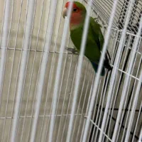 یک جفت طوطی برزیلی|پرنده|چهاردانگه (تهران), |دیوار