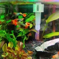 آکواریوم پلنت