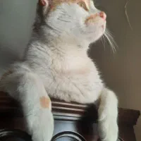 واگذاری|گربه|تهران, مینی‌سیتی (شهرک نفت)|دیوار