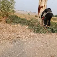 خرید وقطع انواع  درخت