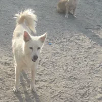 سگ پا کوتاه