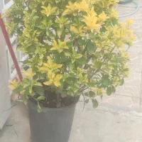 درخت شمشاد سطل 40
