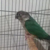 گرینچیک تراکوییس ماده