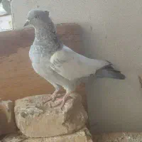 کبوتر سینه آبی|پرنده|مرودشت, فرهنگ|دیوار