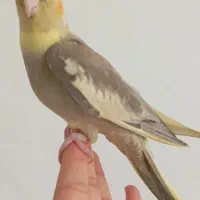 عروس هلندی آهویی نر|پرنده|کرمان, |دیوار