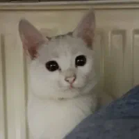 گربه خانگی|گربه|یزد, |دیوار