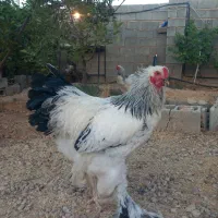 خروس برهما اصیل درجه ۱ جون ۹ماهه