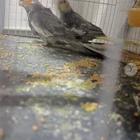 دو عدد عروس هلندی|پرنده|آشخانه, |دیوار