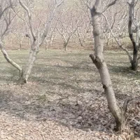 خرید درخت و شخم زن باغ