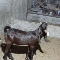 کهره نر و ماده