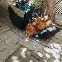 مرغ