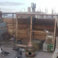 قفس اهنی  برای مرغ و کبوتر