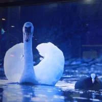 فروش انواع تلویزیونهای هوشمند و ساده|تلویزیون و پروژکتور|قم, حاج خلیل|دیوار