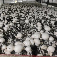 قارچ سوپر و درجه یک