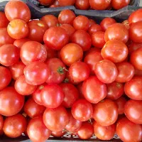 گوجه ربی و خوردنی کیلوی5.فلفل ‌.آفتابگردون .خ