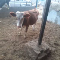 گوساله هولشتاین ..