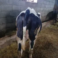 یک راس تلیسه سیمینتال اصل  یک هفته مانده به زایمان