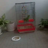 طوطی ملنگو سالم سرحال